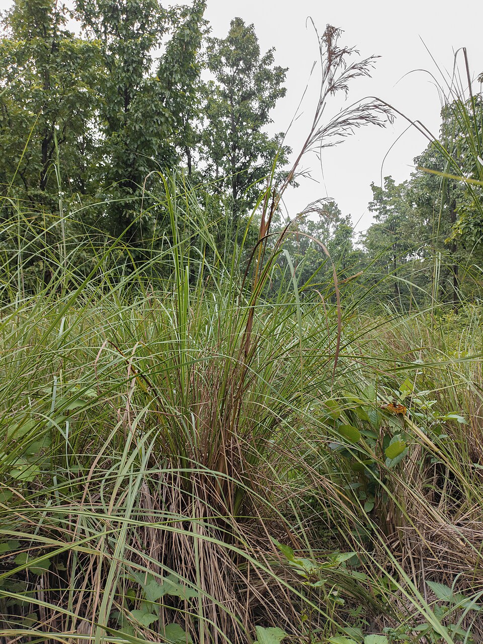 Themeda arundinacea