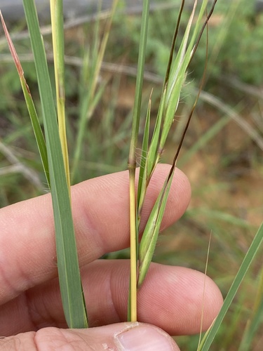Themeda avenacea (Native oatgrass) — photo