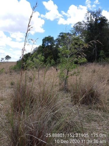 Themeda avenacea (Native oatgrass) — photo