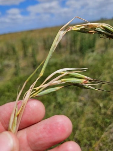 Themeda avenacea
