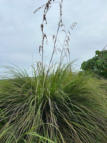 Themeda gigantea — photo