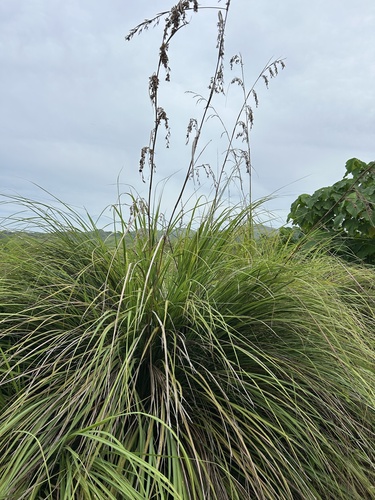 Themeda gigantea