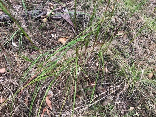 Themeda triandra (Kangaroo Grass) — photo