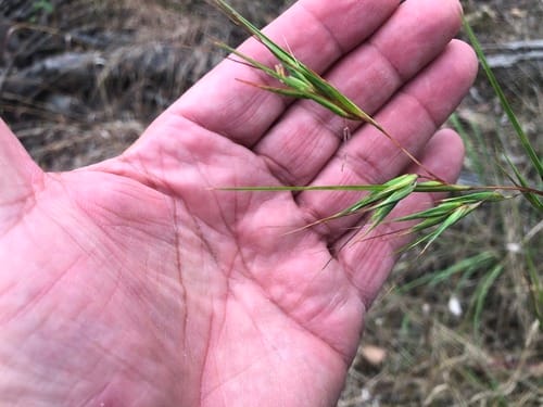 Themeda triandra (Kangaroo Grass) — photo