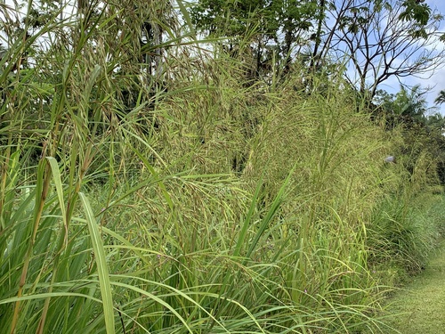 Themeda villosa — photo