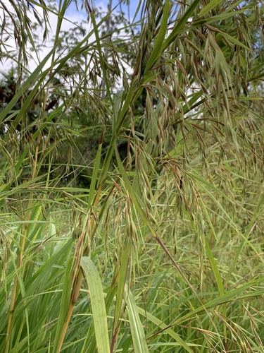 Themeda villosa — photo