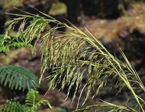 Themeda villosa