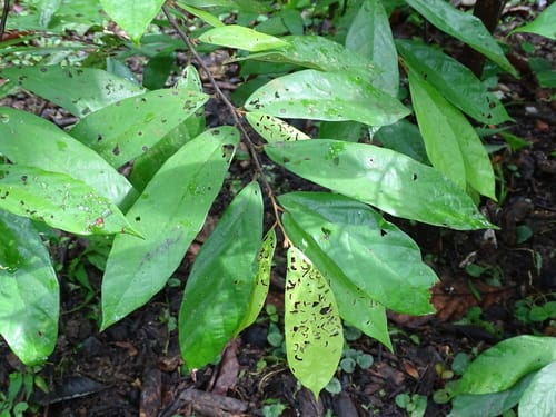 Theobroma angustifolium (Mura) — photo