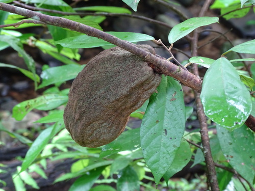 Theobroma angustifolium