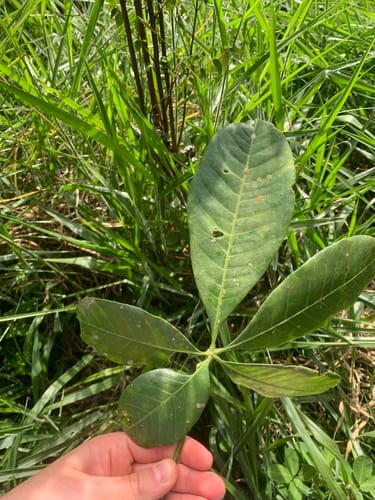 Theobroma bernoullii — photo