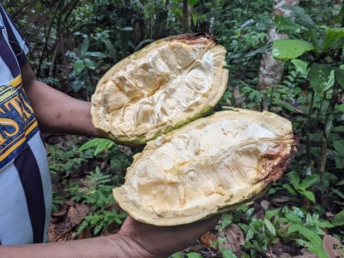 Theobroma bicolor (Peruvian cacao) — photo