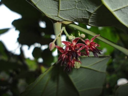 Theobroma bicolor