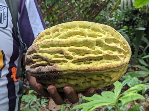 Theobroma bicolor (Peruvian cacao) — photo