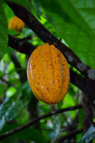 Theobroma cacao (Cacao) — photo