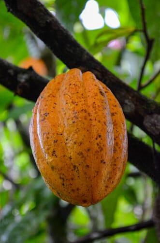 Theobroma cacao (Cacao) — photo