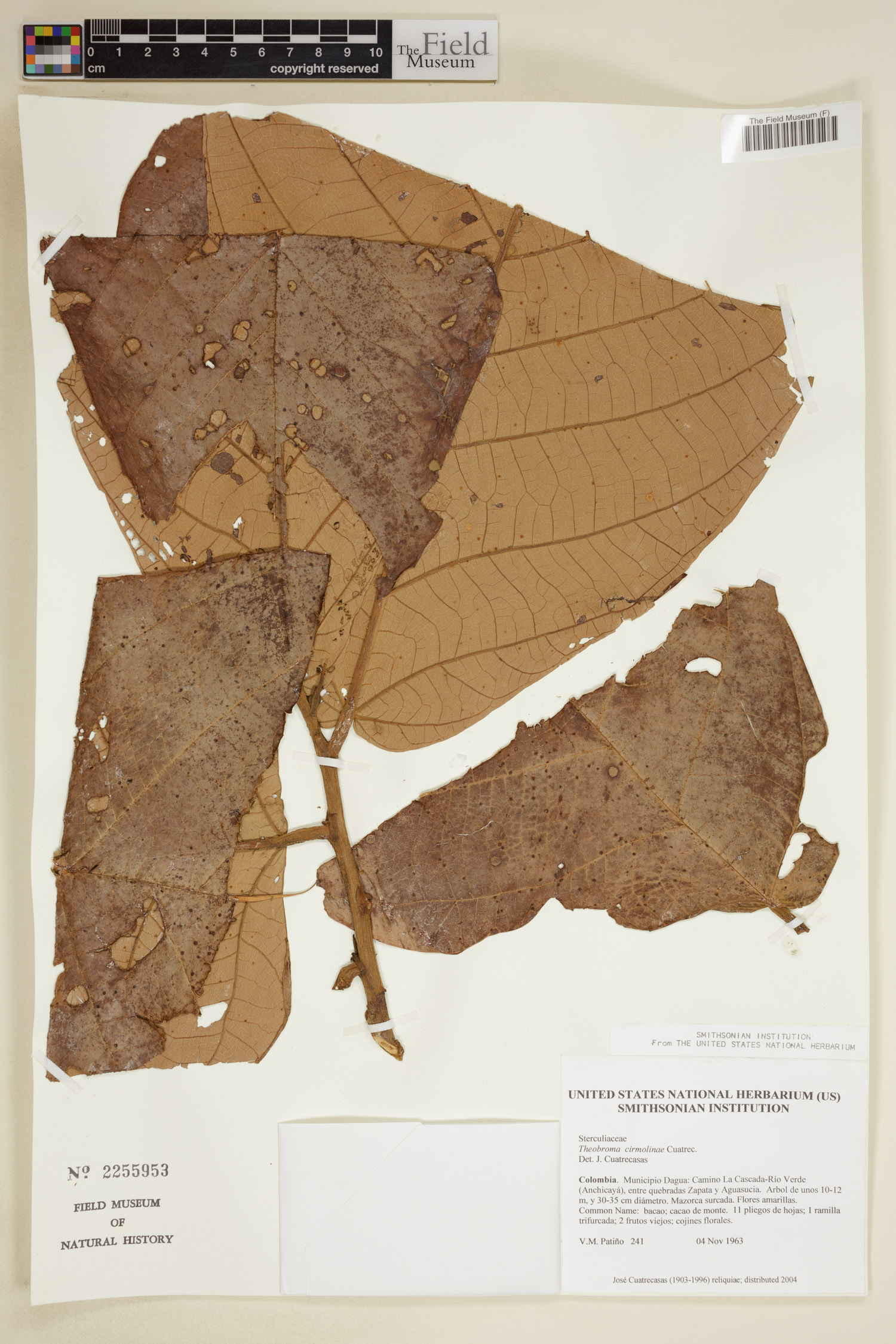 Theobroma cirmolinae — photo
