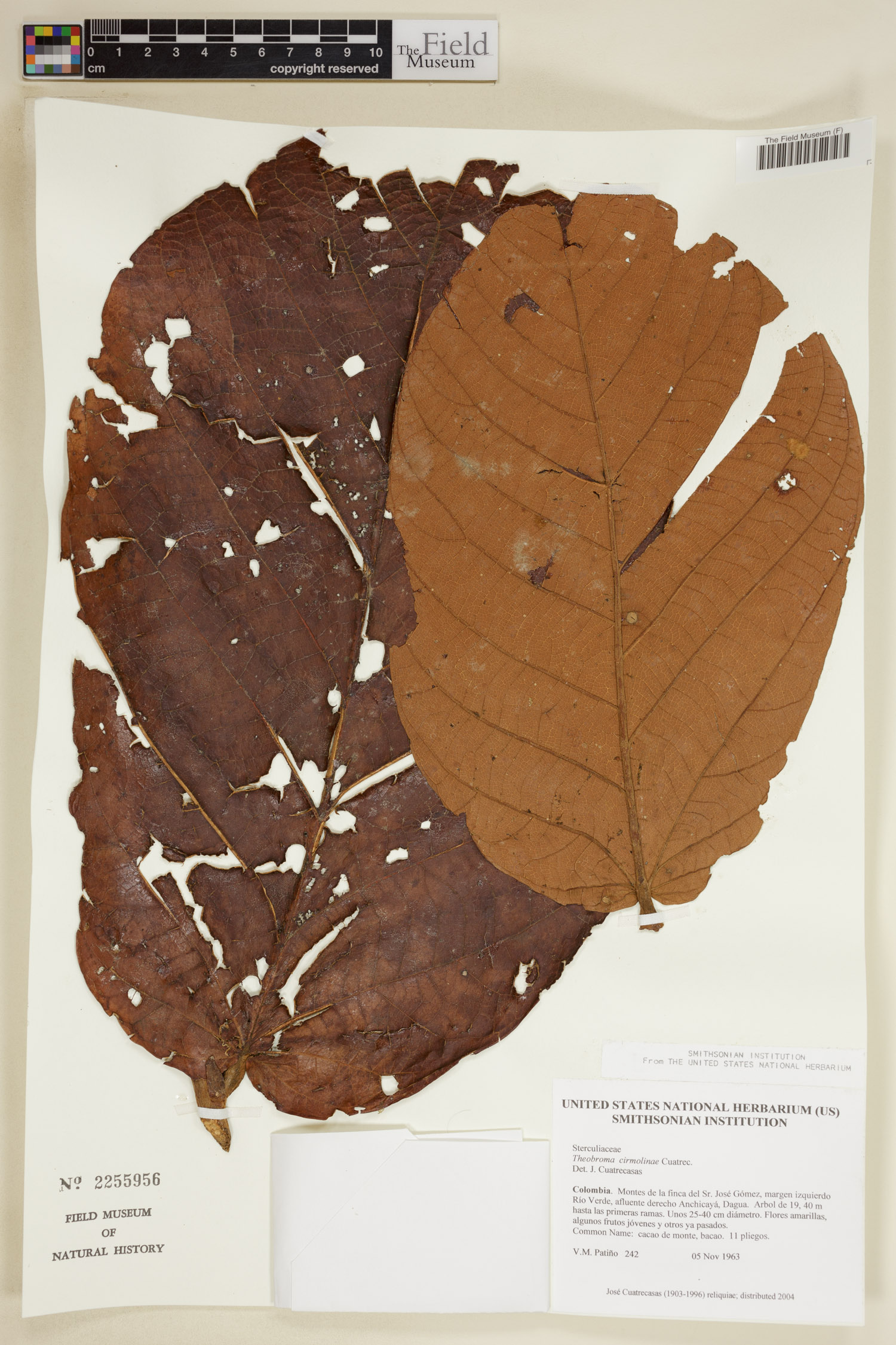 Theobroma cirmolinae — photo