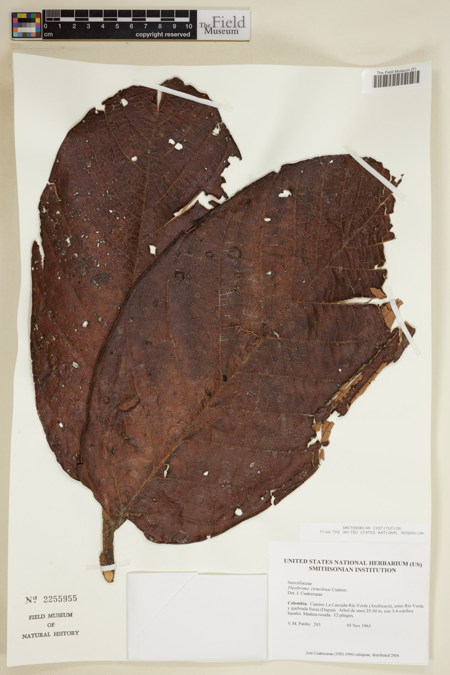 Theobroma cirmolinae