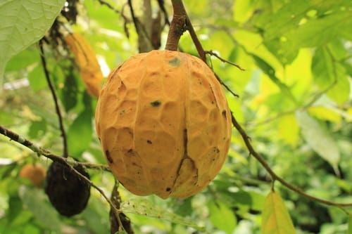 Theobroma gileri (Giler chocolate tree.) — photo
