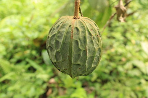 Theobroma gileri
