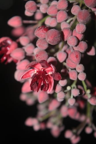 Theobroma glaucum (Glaucous chocolate tree) — photo