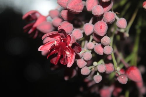 Theobroma glaucum