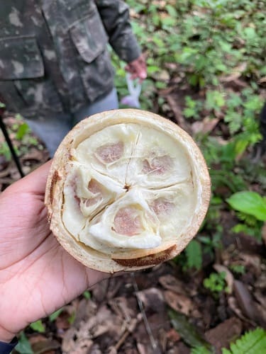 Theobroma grandiflorum (Cupuacu) — photo
