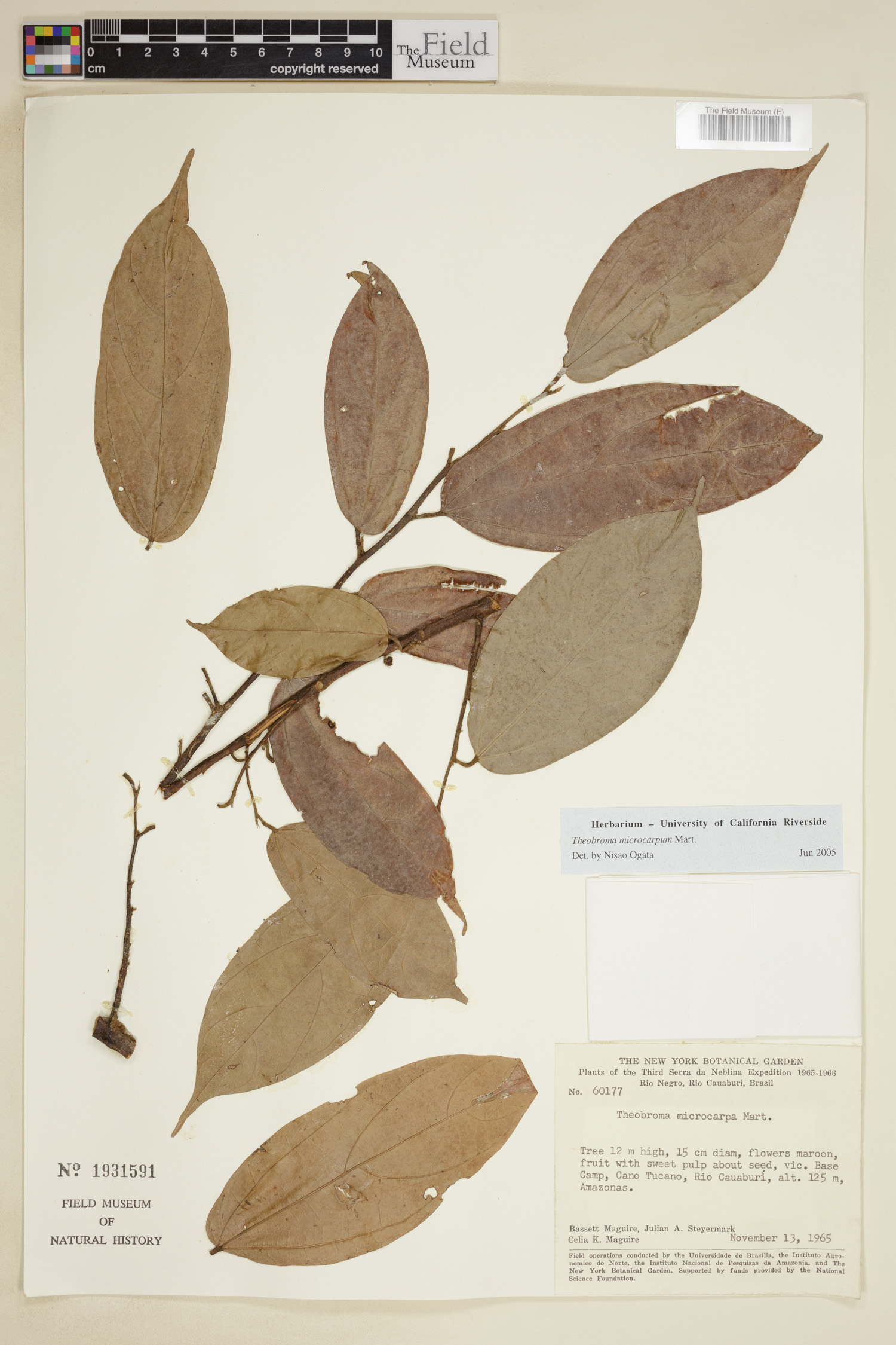 Theobroma microcarpum — photo