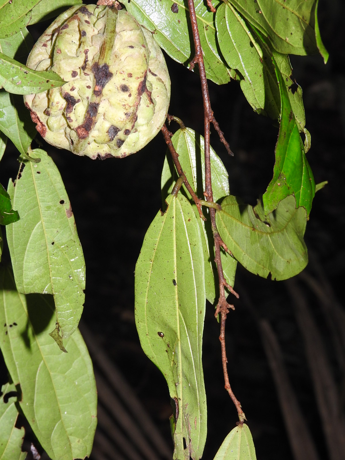 Theobroma microcarpum