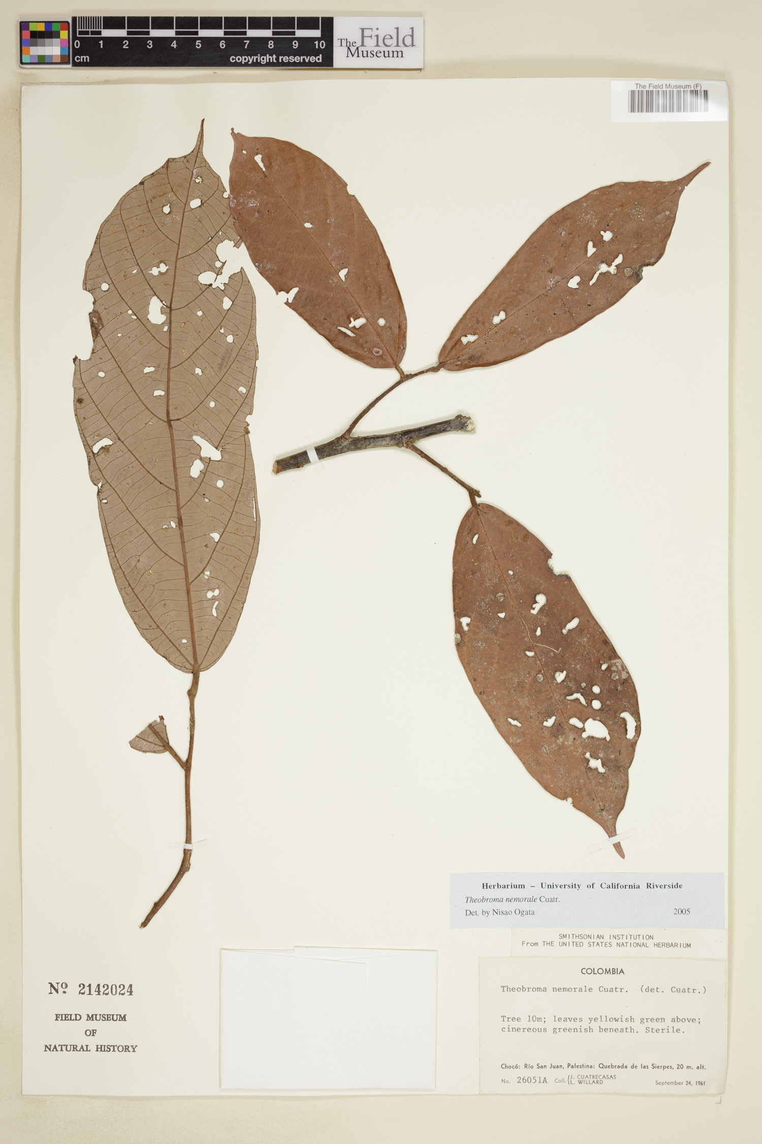 Theobroma nemorale — photo