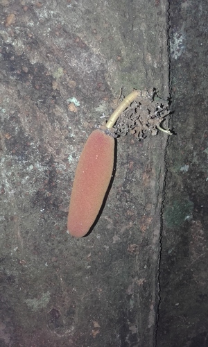 Theobroma simiarum (Monkey chocolate tree) — photo