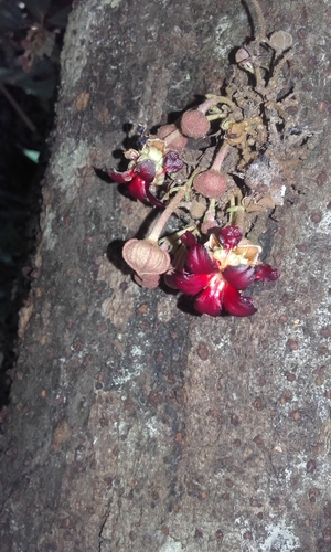Theobroma simiarum (Monkey chocolate tree) — photo