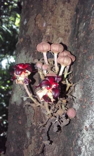 Theobroma simiarum