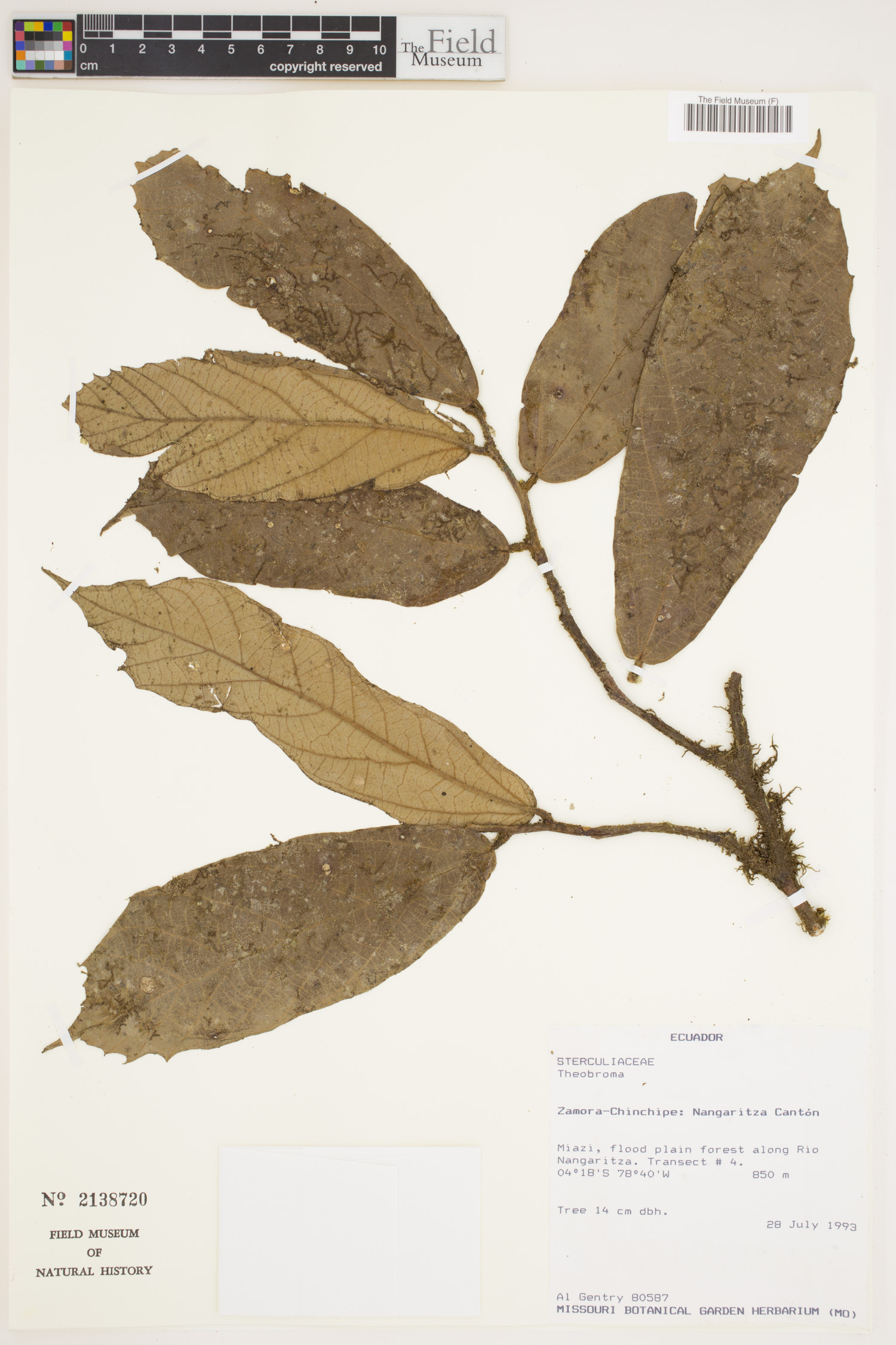 Theobroma sinuosum (Sinuate chocolate tree) — photo