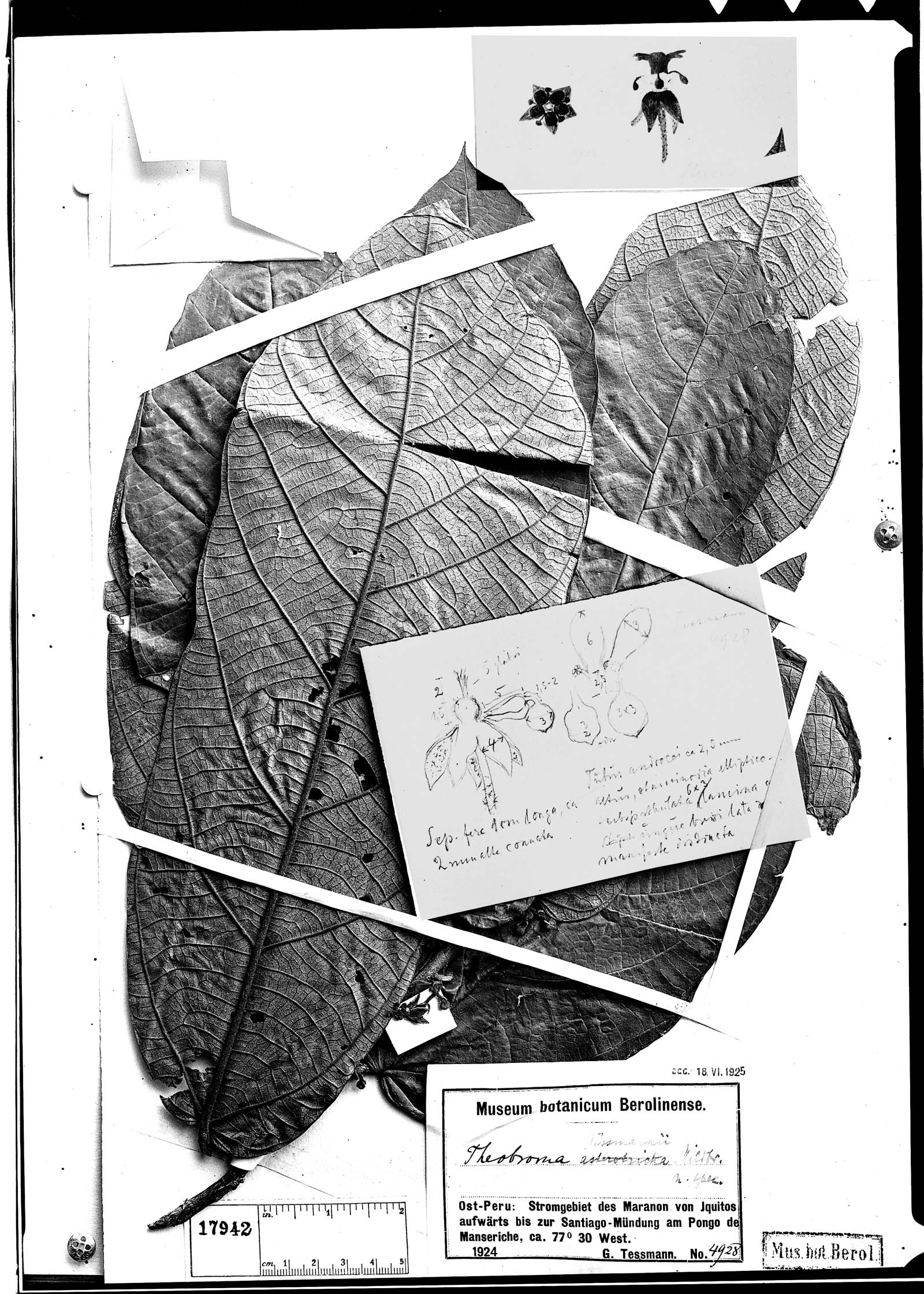 Theobroma sinuosum (Sinuate chocolate tree) — photo