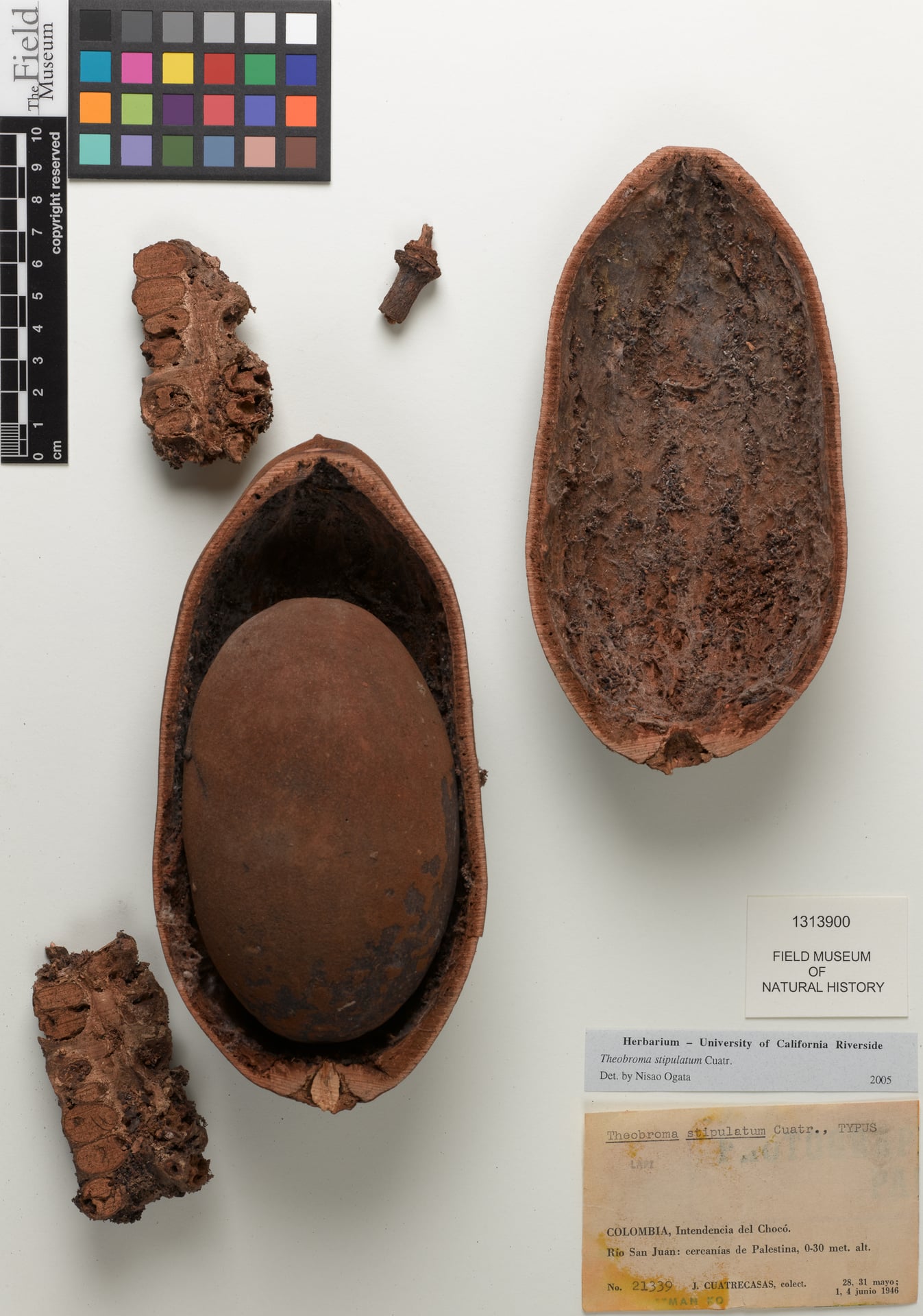 Theobroma stipulatum — photo