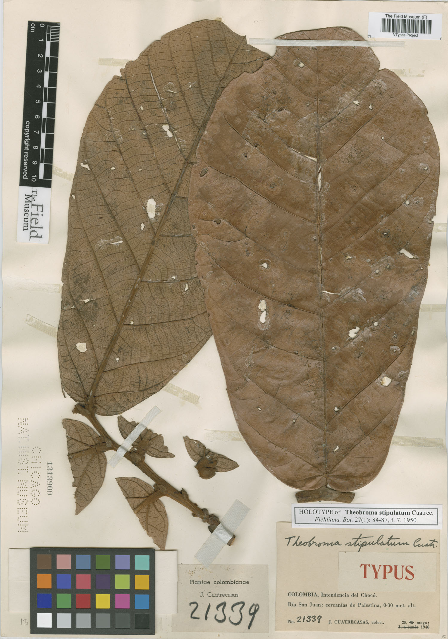 Theobroma stipulatum — photo