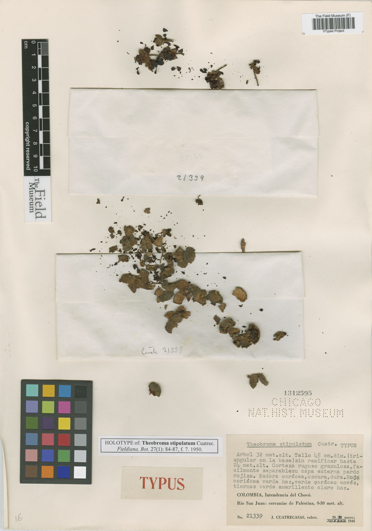 Theobroma stipulatum