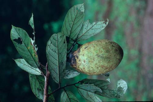 Theobroma subincanum (Greyish chocolate tree) — photo
