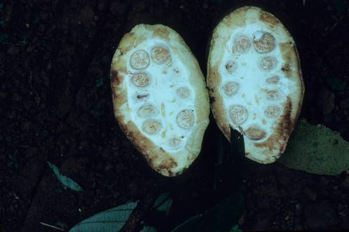 Theobroma subincanum (Greyish chocolate tree) — photo