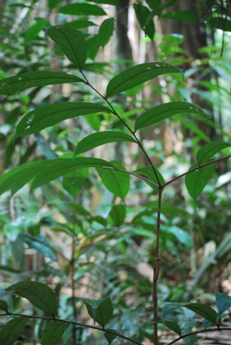 Theobroma sylvestre