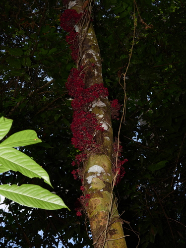 Theobroma velutinum (Velvety tropical tree) — photo