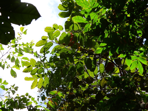 Theobroma velutinum (Velvety tropical tree) — photo
