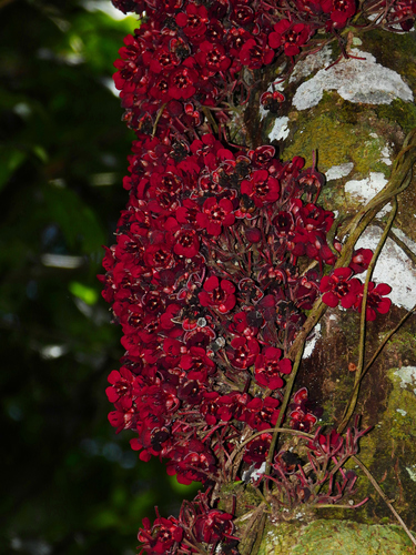 Theobroma velutinum