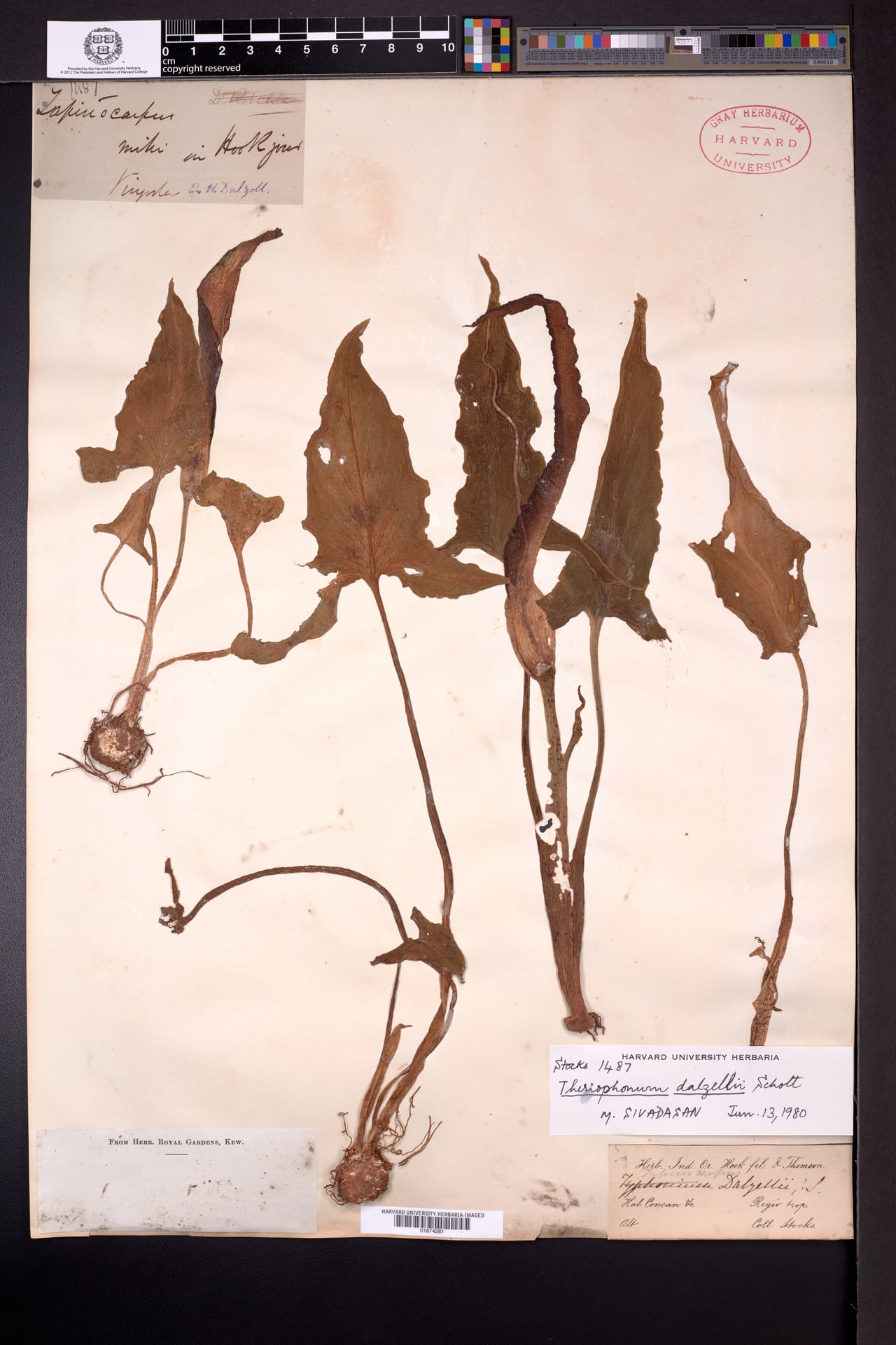 Theriophonum dalzellii