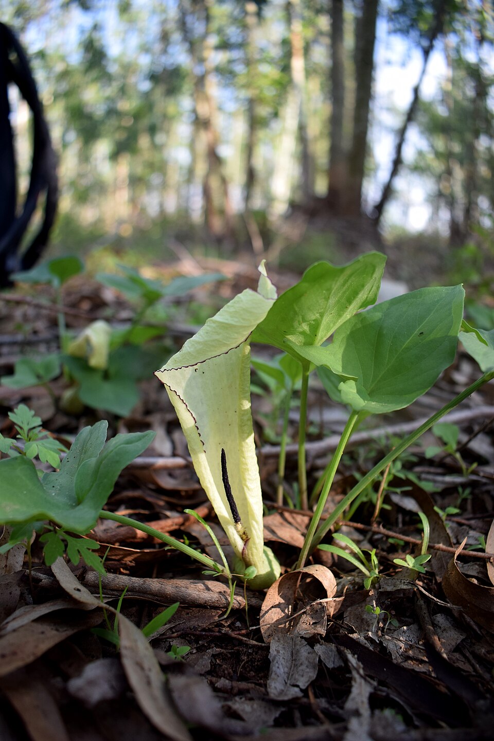 Theriophonum minutum