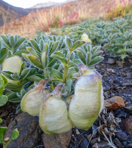 Thermopsis inflata