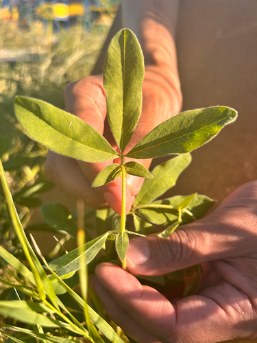 Thermopsis lanceolata (Siberian Lupin) — photo