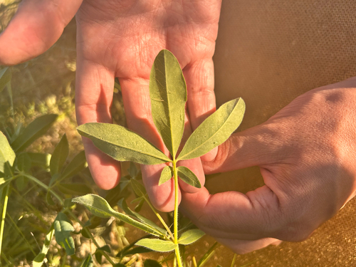 Thermopsis lanceolata (Siberian Lupin) — photo