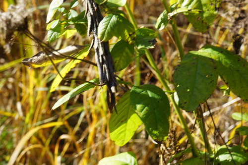 Thermopsis villosa — photo